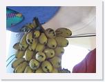 P1060157 * small bananas * 2048 x 1536 * (886KB)